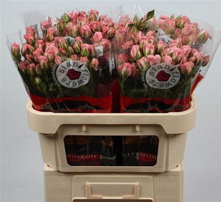 <h4>R Tr Olympic Sensation</h4>