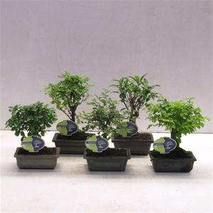 Bonsai mix, indoor, 15 cm., broom, without drip tray