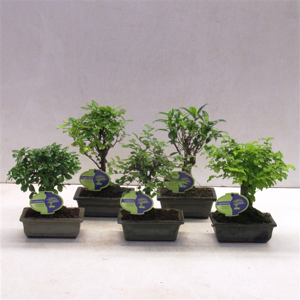 <h4>Bonsai mix, indoor, 15 cm., broom, without drip tray</h4>