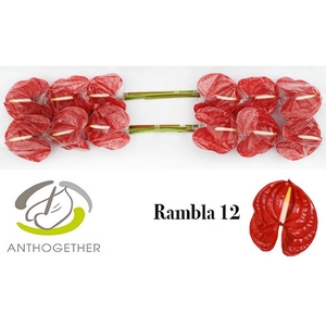 Anth A Rambla 13 cm X12 Bouman