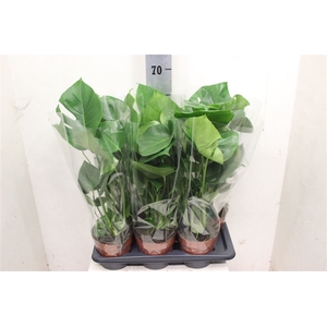 Monstera deliciosa