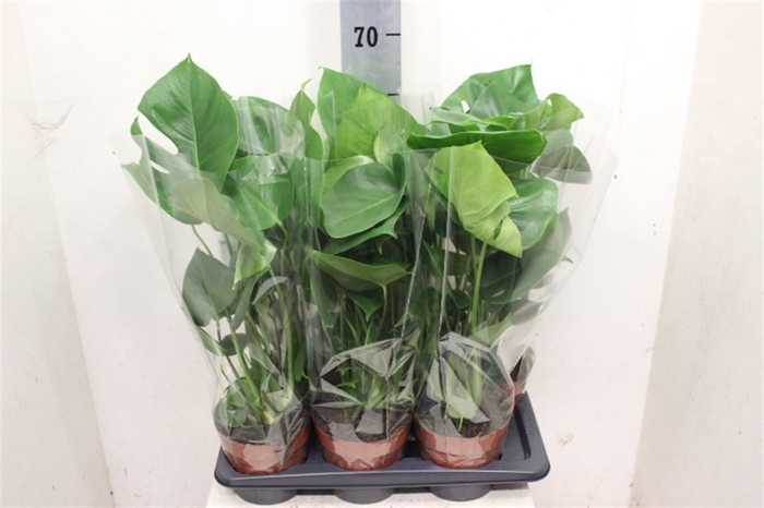 <h4>Monstera deliciosa</h4>