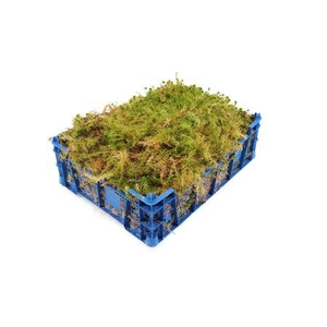 /MOS -  SPHAGNUM ( KIST )