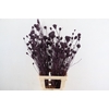 DF Finocchio Bs Metalic Bordeaux