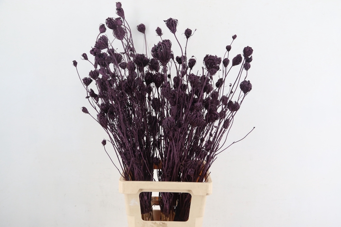 DF Finocchio Bs Metalic Bordeaux