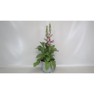 Digitalis   ...