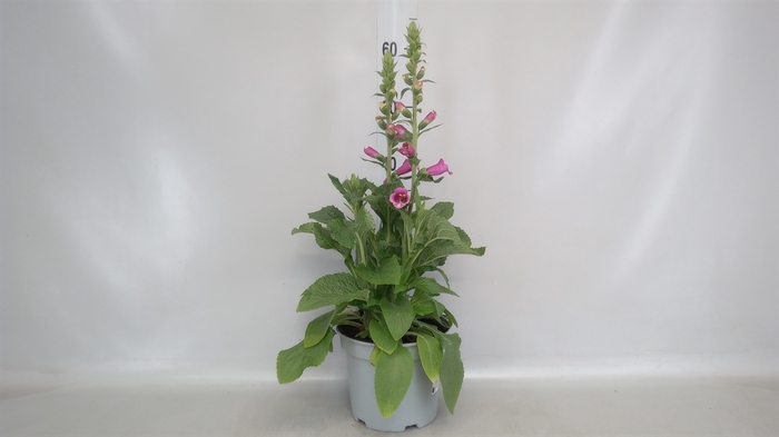 <h4>Digitalis   ...</h4>