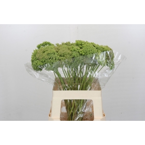 Ammi Visnaga Green Mist