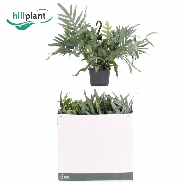 <h4>PHLEBO A BLUE STAR</h4>