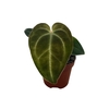 Anthurium blad