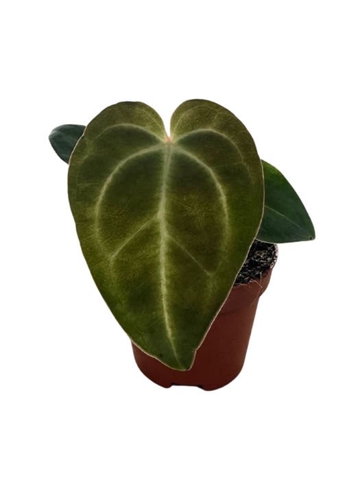 Anthurium blad