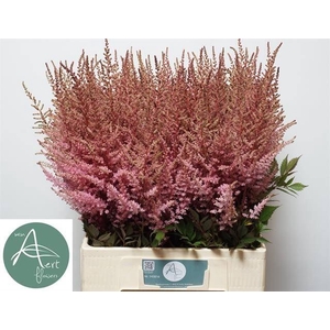 Astil chinensis Romanze