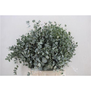 EUCA GUNNY SHORT 150GR P BUNCH