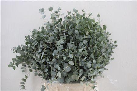 <h4>EUCA GUNNY SHORT 150GR P BUNCH</h4>