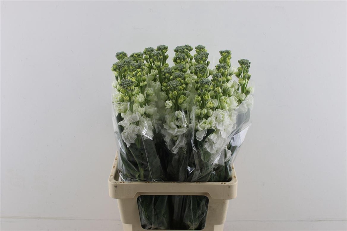 <h4>Matth Iron White 70cm</h4>