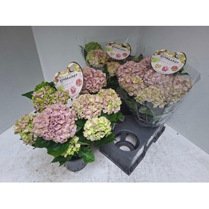 HYDR M REMBR BEL PES