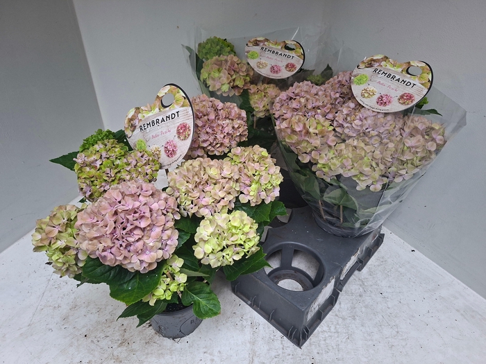 <h4>HYDR M REMBR BEL PES</h4>