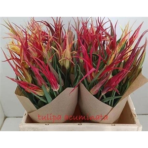 Tulipa Acuminata