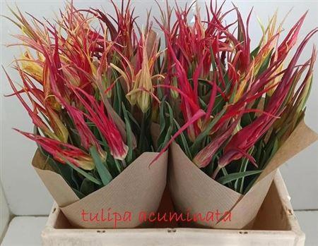<h4>Tulipa Acuminata</h4>