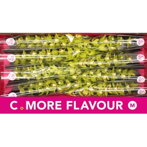 Mini cymbidium 'Evergreen' 70 cm