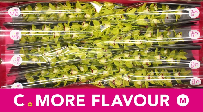 <h4>Mini cymbidium 'Evergreen' 70 cm</h4>