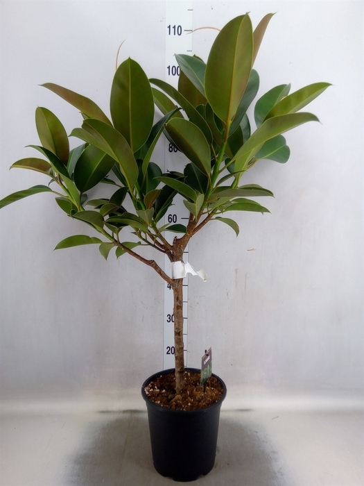 Ficus elastica 'Melany'