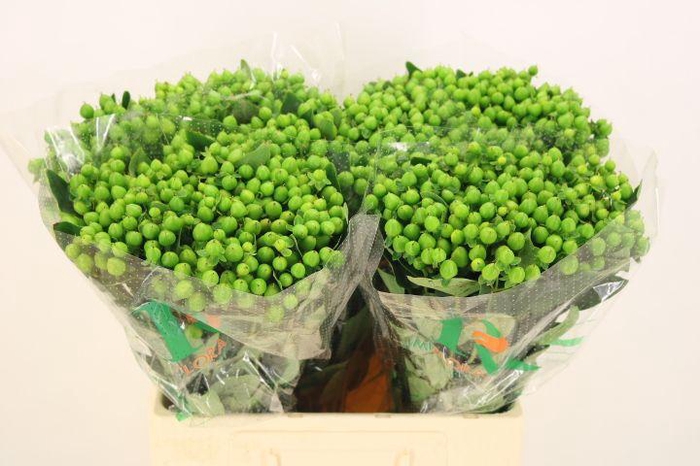 <h4>HYP MAG MIRAGE</h4>