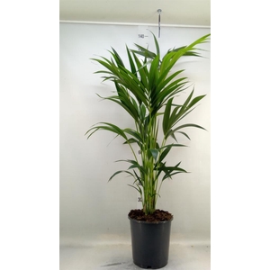 Howea forsteriana
