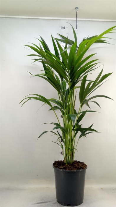 <h4>Howea forsteriana</h4>