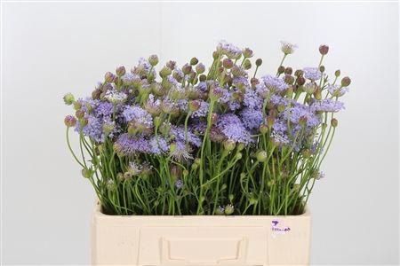 <h4>DIDISCUS BLAUW*</h4>