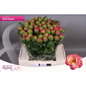 Paeonia Coral Charm | Heavy Quality