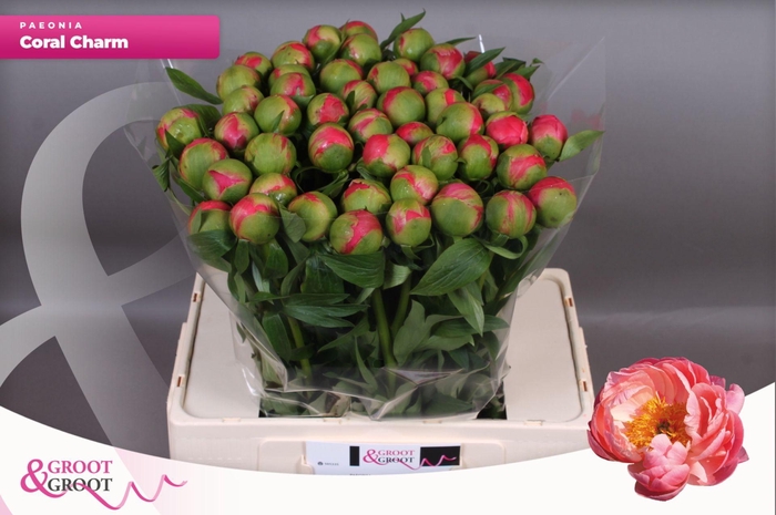 <h4>Paeonia Coral Charm | Heavy Quality</h4>