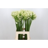 Agapanthus Gletsjer