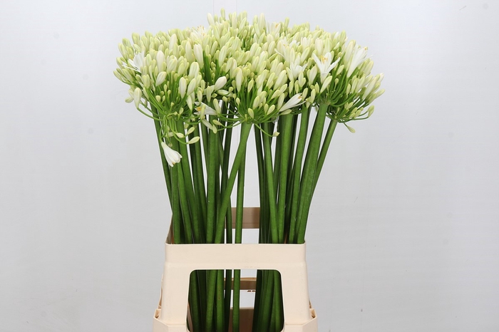 <h4>Agapanthus Gletsjer</h4>