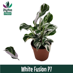 Calathea 7cm White Fusion