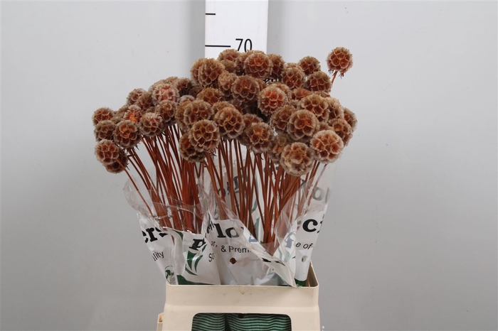 <h4>Scabiosa St Klb Orange</h4>