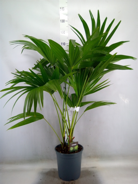 <h4>Palms   ...</h4>