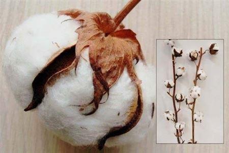 <h4>Dried Gossypium (katoen) 7 Bal</h4>