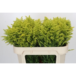 Solidago Tara Gold Buiten