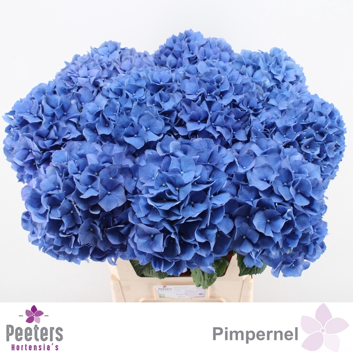 <h4>HYDR M CH PIMPERNEL</h4>