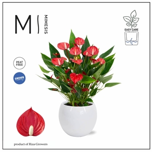 Mimesis Anthurium KARMA Million - Lisa White