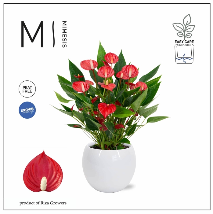 <h4>Mimesis Anthurium KARMA Million - Lisa White</h4>