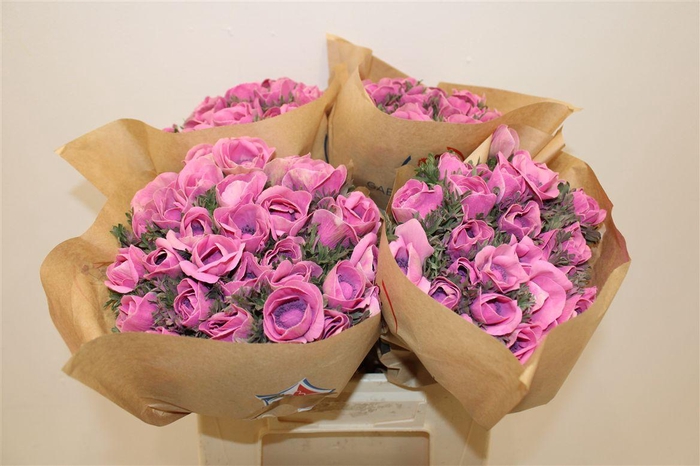 <h4>Anem Marianne Powder Fuchsia</h4>