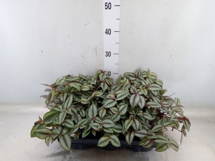 <h4>Tradescantia zebr. 'Purpusii'</h4>