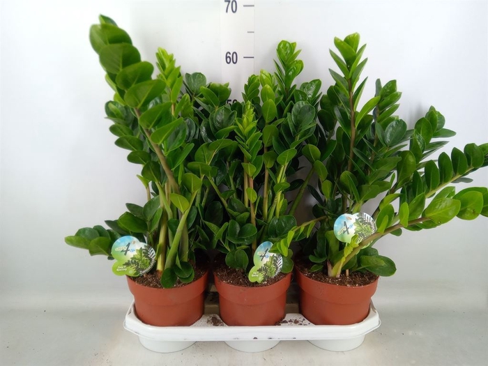 <h4>Zamioculcas zamiifolia 'Midori'</h4>