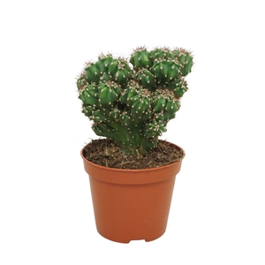 Cereus peruvianus 'Monstrosus'