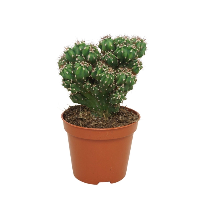 <h4>Cereus peruvianus 'Monstrosus'</h4>