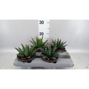 Agave victoriae-reginae