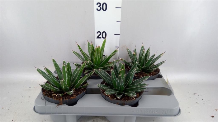 <h4>Agave victoriae-reginae</h4>
