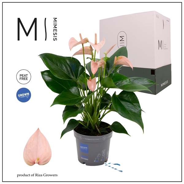 <h4>Mimesis Anthurium KARMA Joli Peach - 12cm</h4>